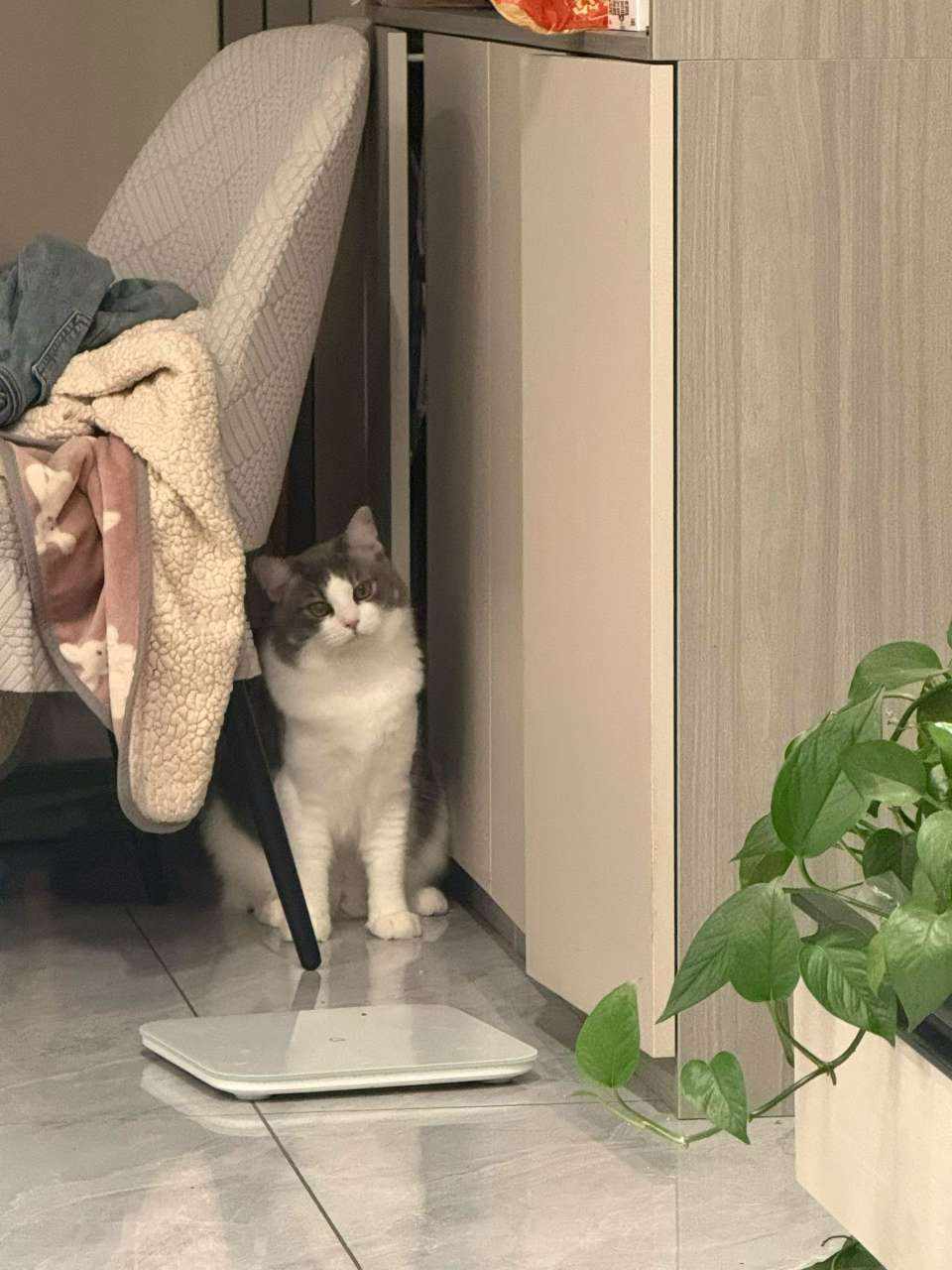 挣点猫粮图片1