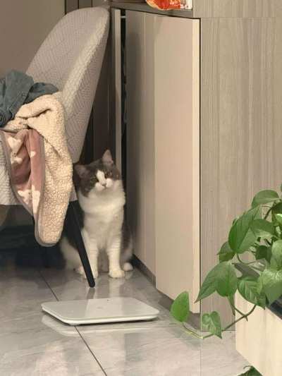 挣点猫粮服务图片1