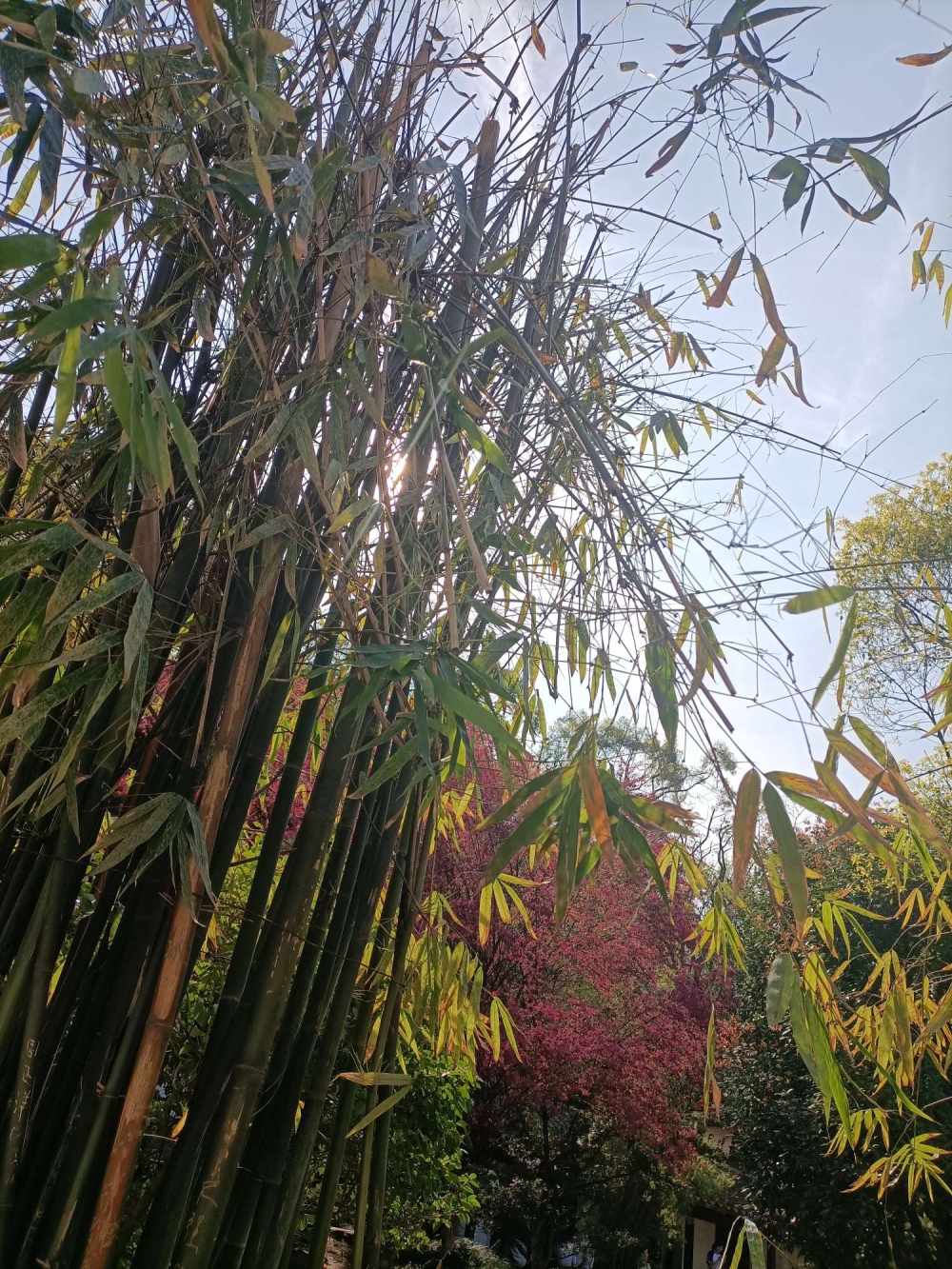 牙不琪发布的第7张图片