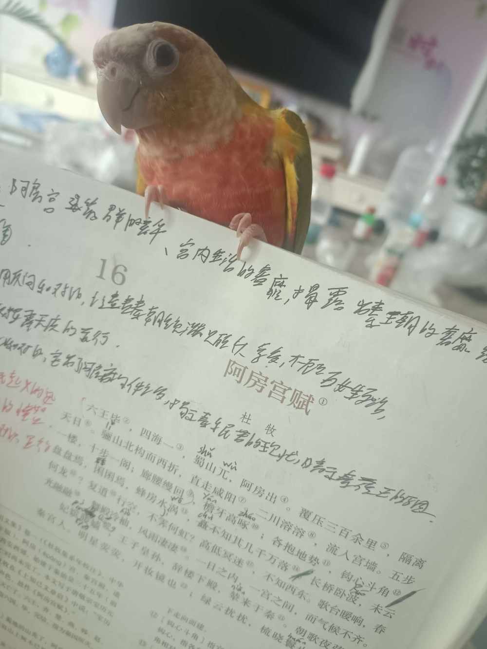 黑霖发布的第1张图片
