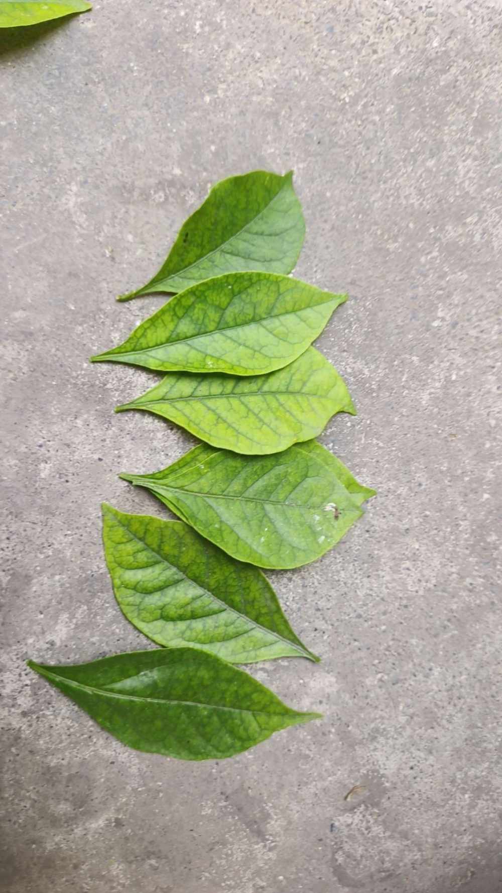 落落呀［可代可跑刀］发布的第1张图片