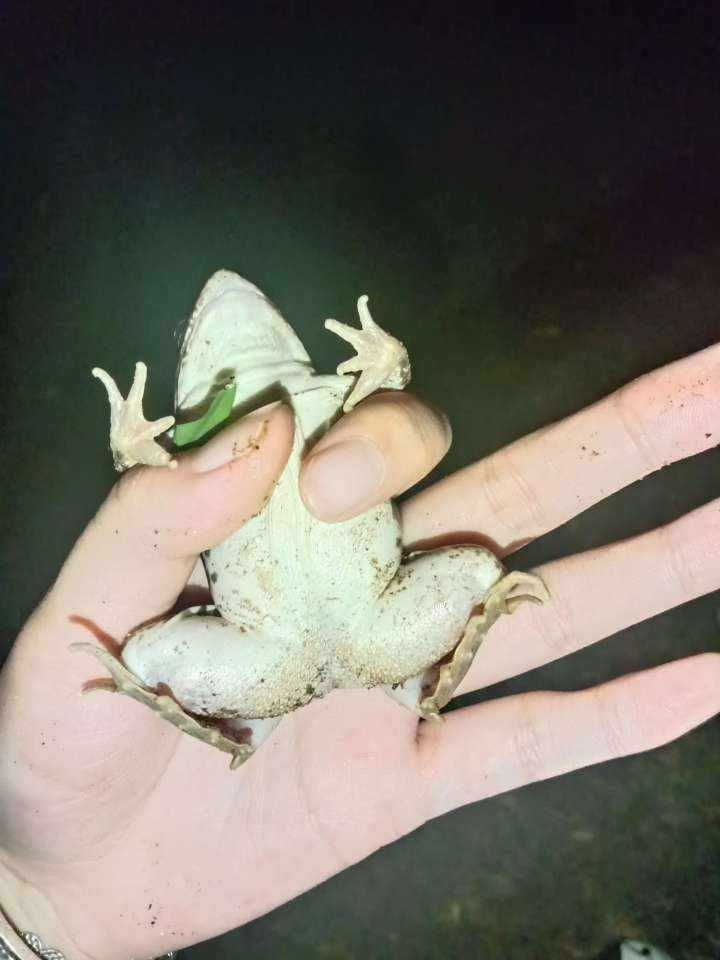 姜姜大王a发布的第2张图片