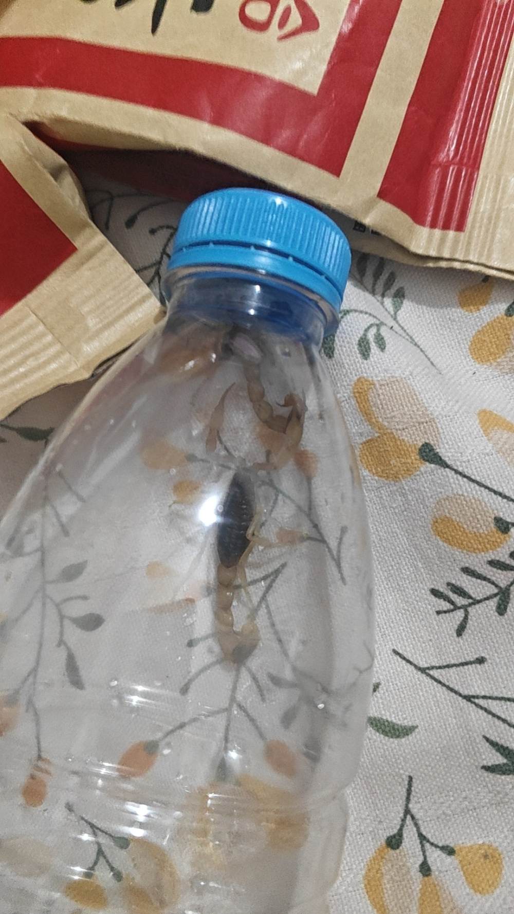 婯久发布的第1张图片