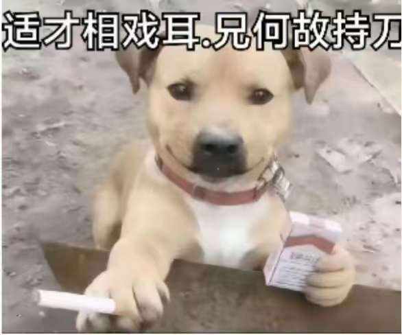 胆子肥嘟嘟发布的第1张图片