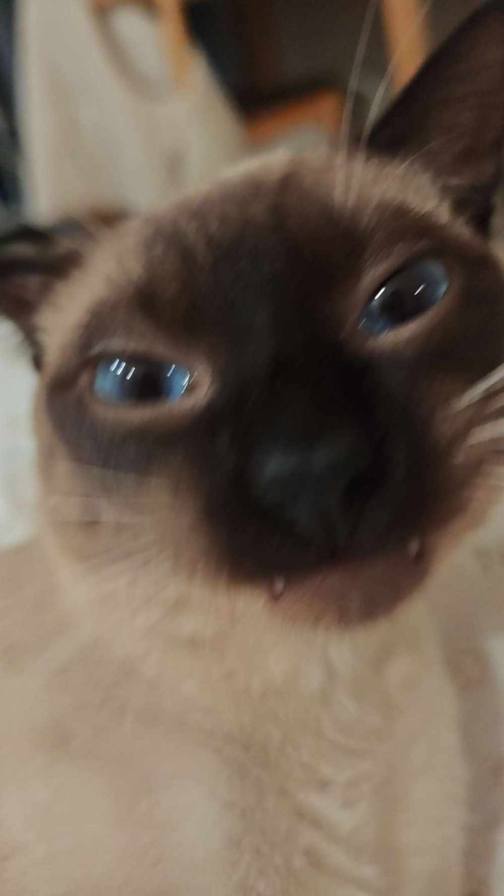 撸猫图片2