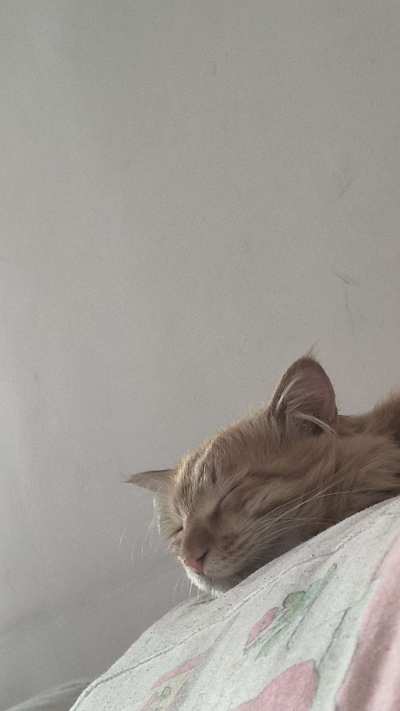 攒给小咪的冻干服务图片1