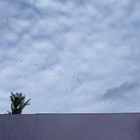 海绵宝宝81头像