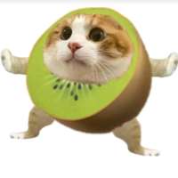 猕猴猫猫头像