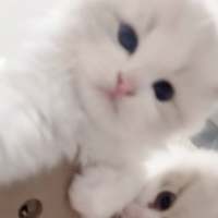 造谣头像