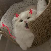 颖澈头像