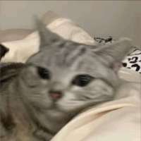 lubenwei头像