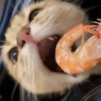 归鱼头像