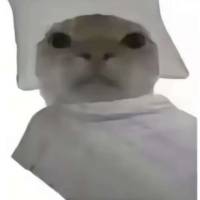 母老虎，，头像