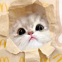 烤鱼心猫头像