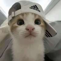 明月清风我头像