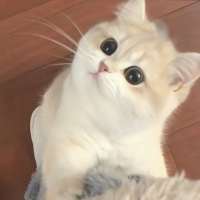KOIU.v接单头像