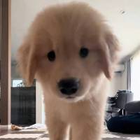 不吃香菜的西瓜头像