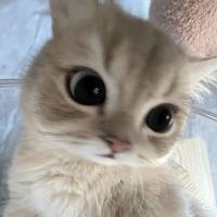 羊羔冻头像