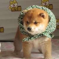 ***7头像