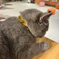 三角洲小唐人头像