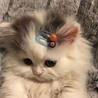 **缘头像