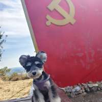***星头像