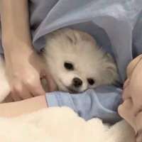 逸八戒头像
