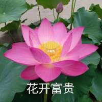 。.。....头像