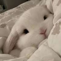 兔耳💤头像