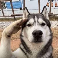纯爱也是罪过头像