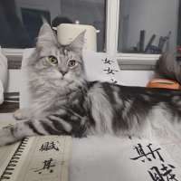 ****臀头像