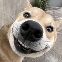 ttGG冠头像