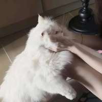 **大头像