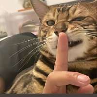 CG零头像
