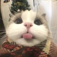爱吃y西红柿头像