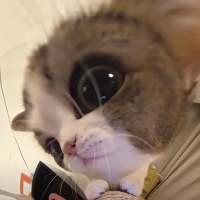 11ಣ头像