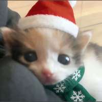 小猫（三角洲手游）头像
