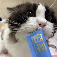 覃鹿鹿头像