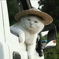 薛定谔的病态猫头像