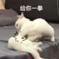 ***猪头像
