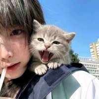 是喵不是咪头像
