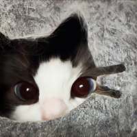 见录.头像