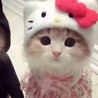 王歆头像