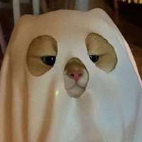 ****猫头像