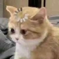 ****▽头像