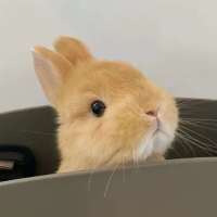 斯文孙🐰头像