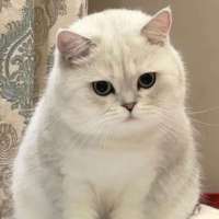 *****♫头像