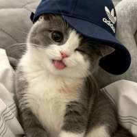 ****呆头像
