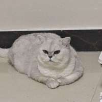 *控头像