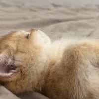 猫猫☆☆头像